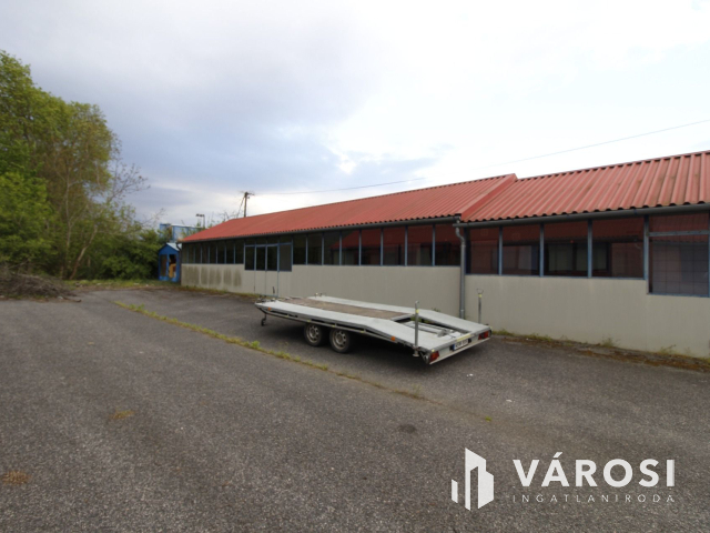 Ez nem üvegtigris, ez jobb! Ez Fapuma