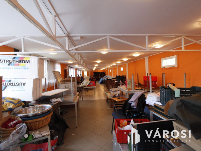 Ez nem üvegtigris, ez jobb! Ez Fapuma