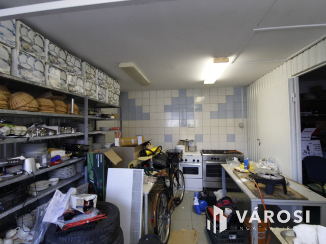 Ez nem üvegtigris, ez jobb! Ez Fapuma