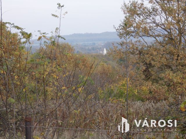Bazsi szőlő hegyen 1,75 ha terület lakóépülettel eladó