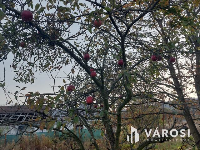 Bazsi szőlő hegyen 1,75 ha terület lakóépülettel eladó