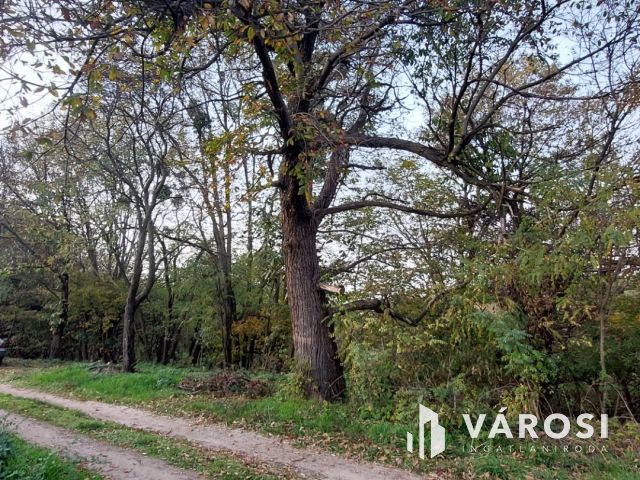 Bazsi szőlő hegyen 1,75 ha terület lakóépülettel eladó