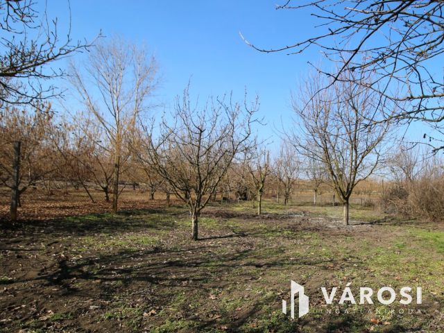 Kis ház 30 db termő gyümölcsfával eladó!