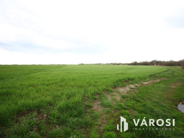 Röszke határában termelhet