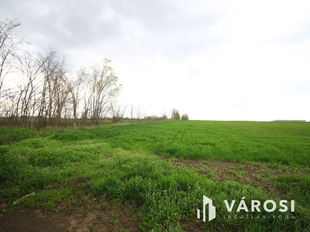 Röszke határában termelhet