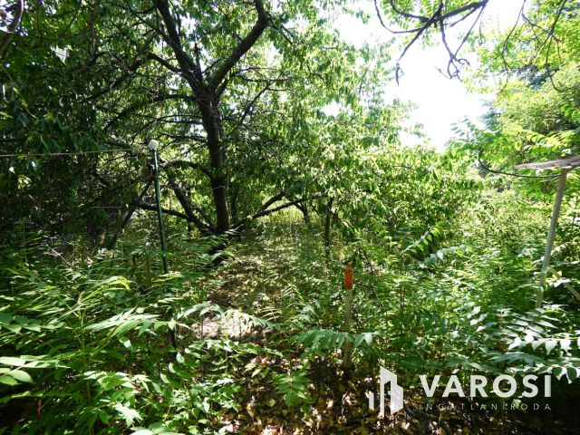 Hangulatos nyaraló Fóton!