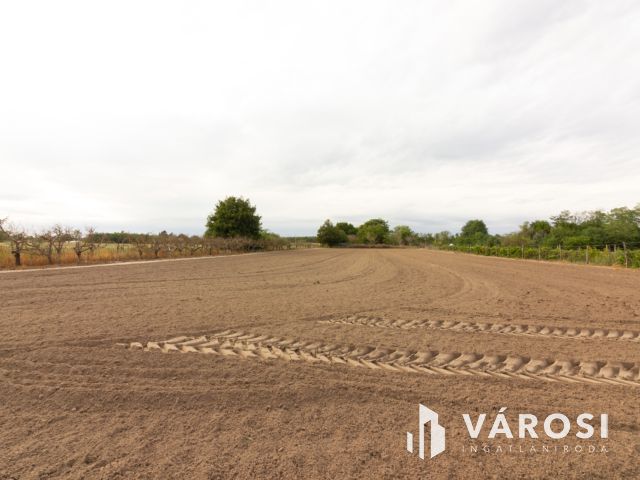 Családi ház építésére alkalmas külterületi telek eladó