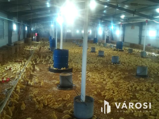 Multifunkciós Majorság 6 hektáron