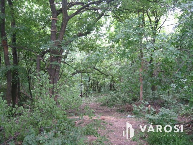 BEFEKTETÉSI LEHETŐSÉG PÁZMÁNDON - 8 TELEK, PANORÁMA